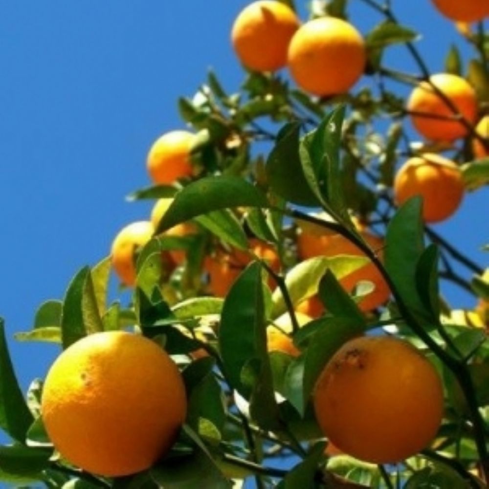 Laranja Pera Rio.jpg